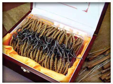 普洱冬虫夏草回收